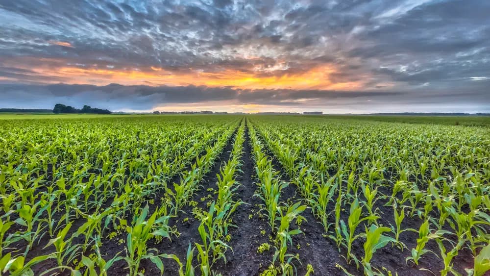 CNAgro